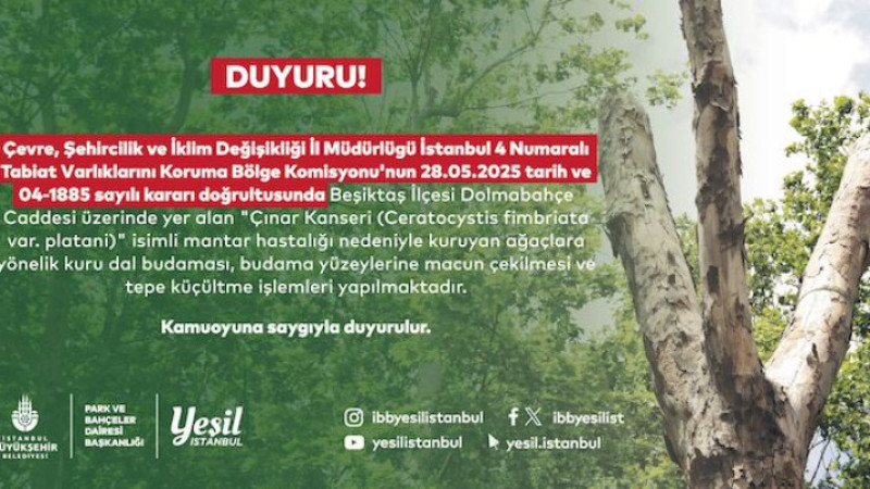BEŞİKTAŞ’TAKİ Kanserli ağaçlara budama 